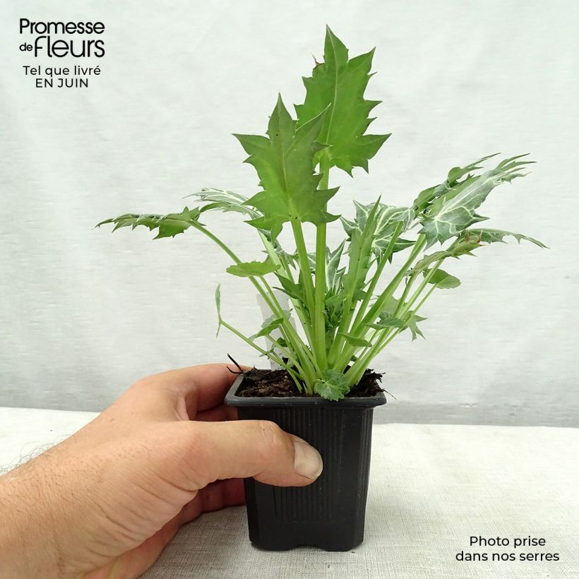 Esimerkki kesällä toimitetusta Piikiputke - Eryngium variifolium Godet de 8/9 cm-taimesta