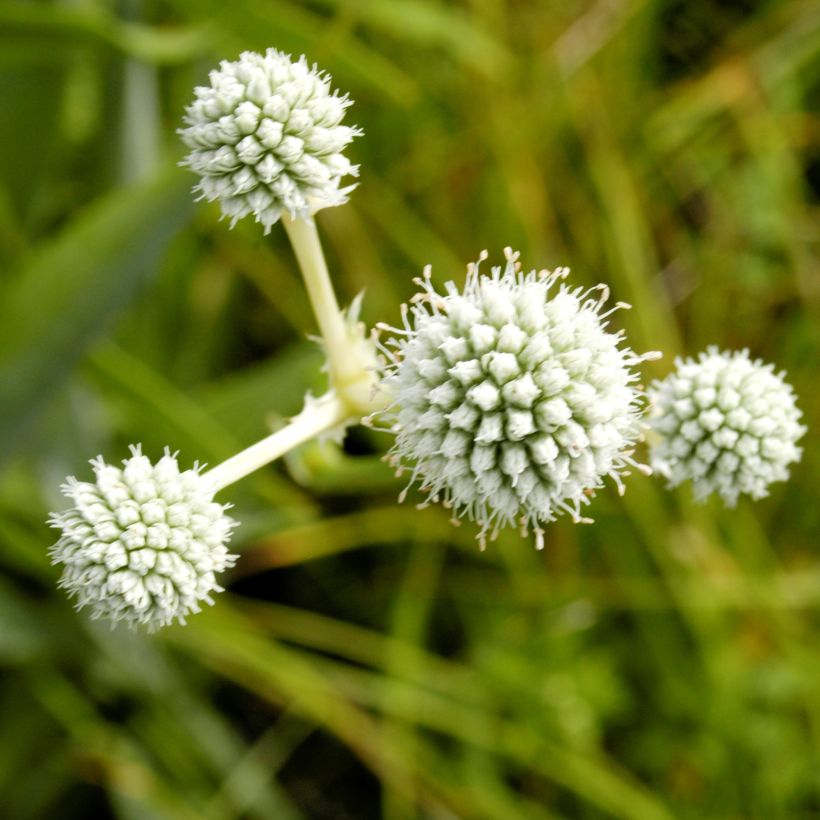 Jukkapiikkiputki - Eryngium yuccifolium (Kukinta)