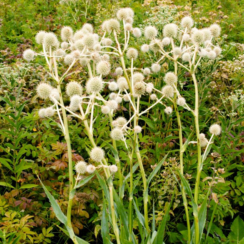 Jukkapiikkiputki - Eryngium yuccifolium (Kasvutapa)