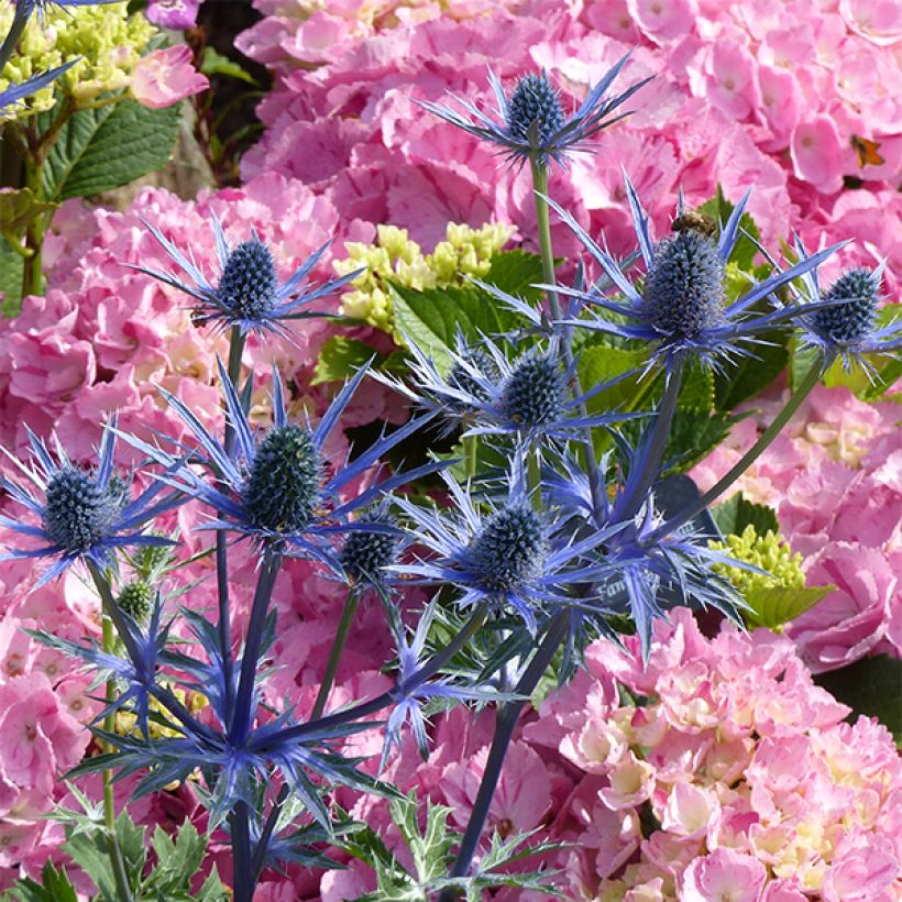 Komeapiikkiputki Big Blue (Kukinta)