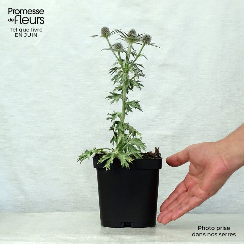 Esimerkki kesällä toimitetusta Komeapiikkiputki Big Blue Pot de 2L/3L-taimesta