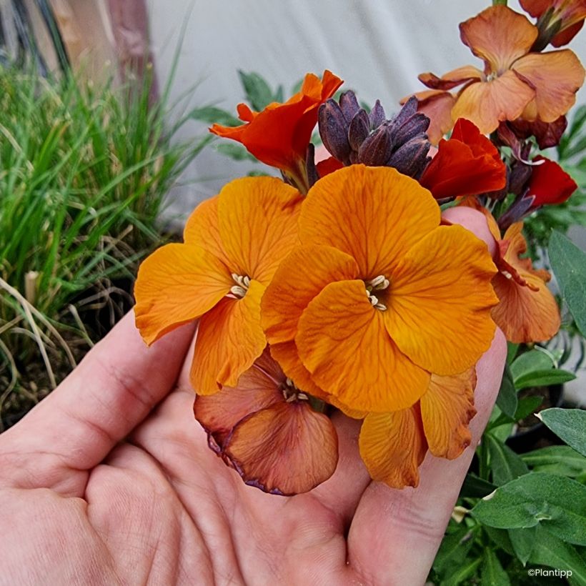 Kultalakka ,457 Orange (Kukinta)