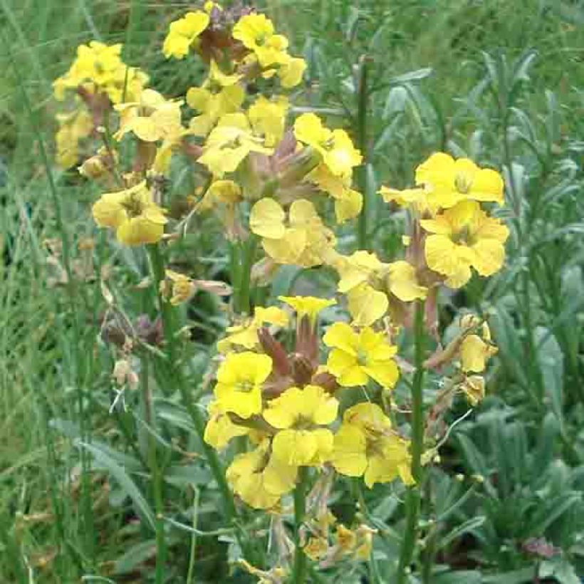 Kultalakka Jubilee Gold (Kukinta)
