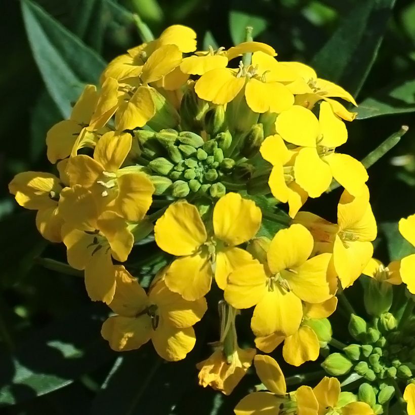 Ukonnaurii - Erysimum alpinum (Kukinta)