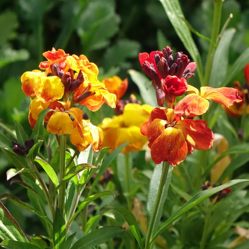 Kultalakka (siemenet) - Erysimum x cheiri (Kukinta)