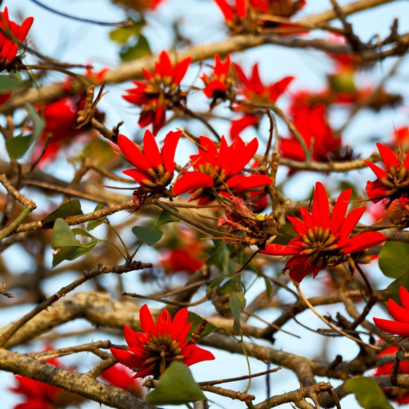 Oranssikorallipuu - Erythrina caffra (Kukinta)