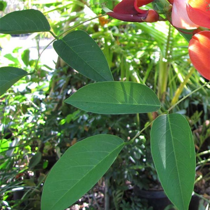 Kukonkorallipuu - Erythrina crista-galli (Lehvistö)