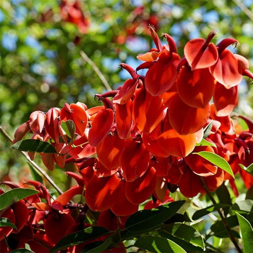 Kukonkorallipuu - Erythrina crista-galli (Kukinta)