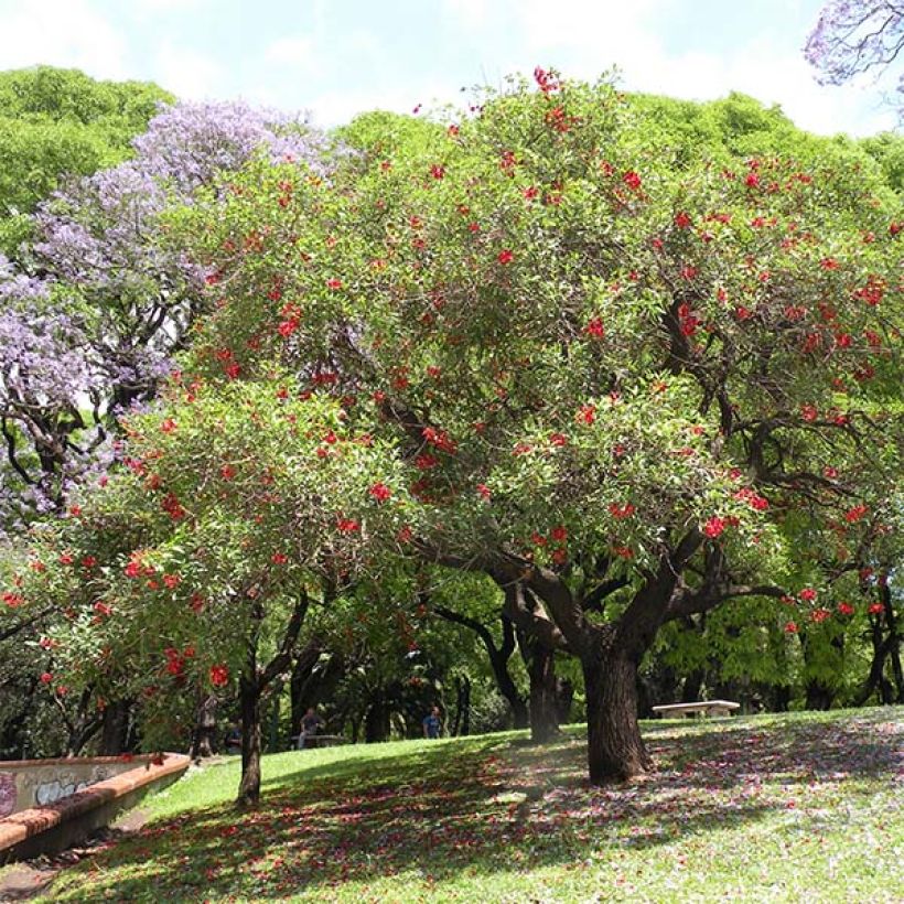 Kukonkorallipuu - Erythrina crista-galli (Kasvutapa)