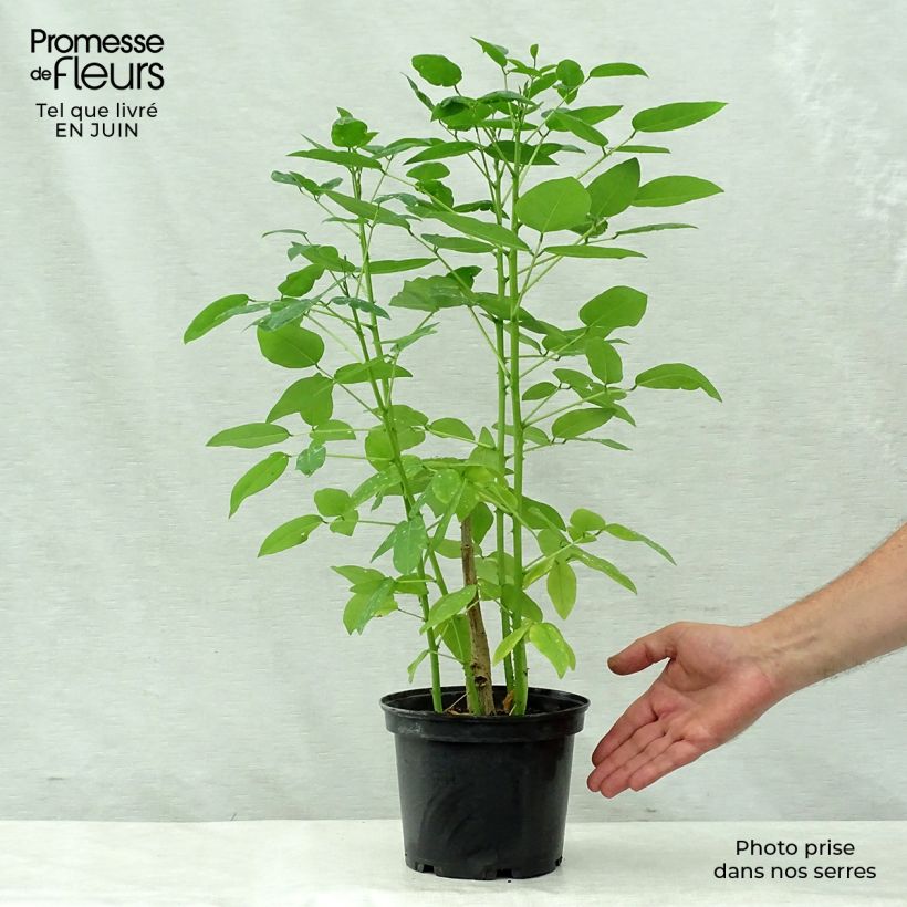 Esimerkki kesällä toimitetusta Kukonkorallipuu - Erythrina crista-galli Pot de 2L/3L-taimesta