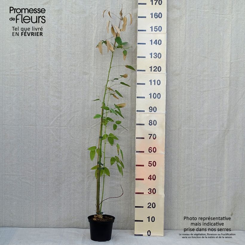 Esimerkki syksyllä toimitetusta Kukonkorallipuu - Erythrina crista-galli 2 litran/3 litran ruukku-taimesta