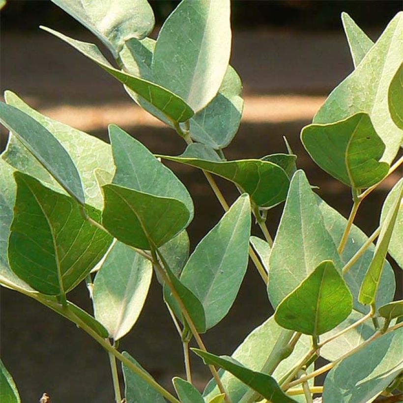 Korallipuu - Erythrina x bidwillii (Lehvistö)