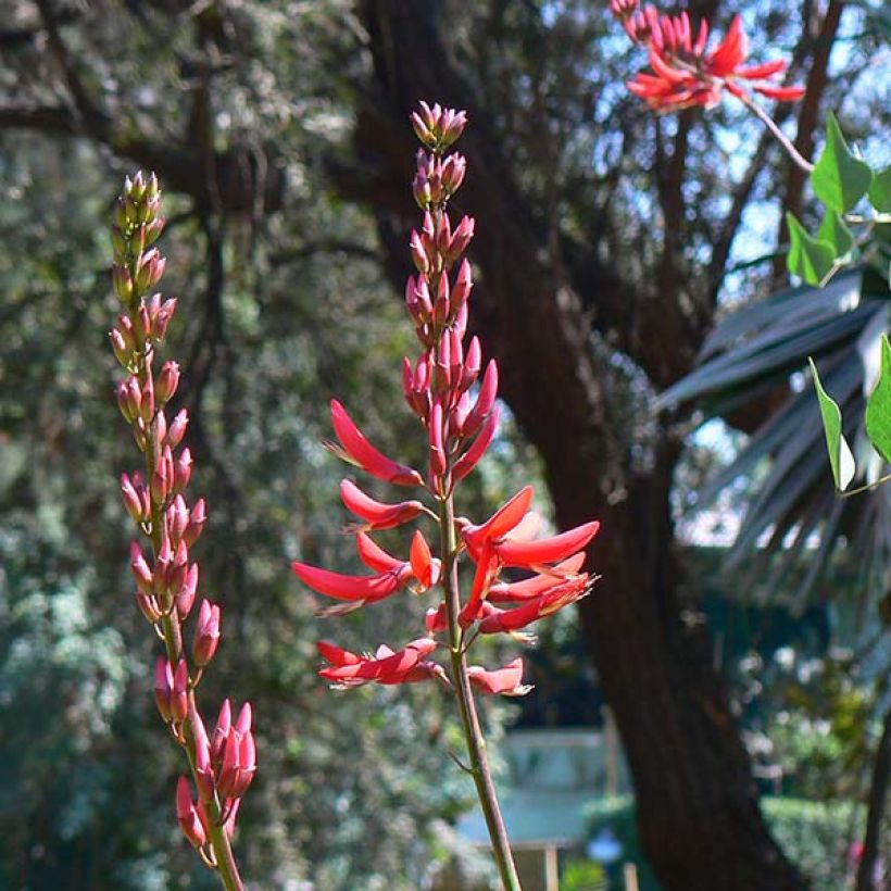 Korallipuu - Erythrina x bidwillii (Kukinta)