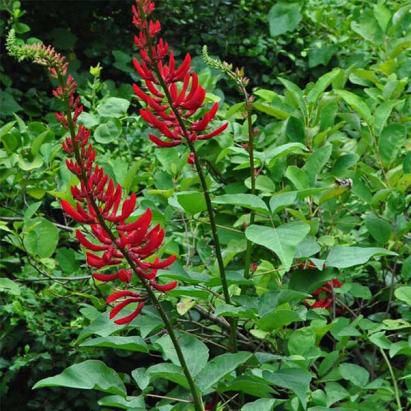 Korallipuu - Erythrina x bidwillii (Kasvutapa)