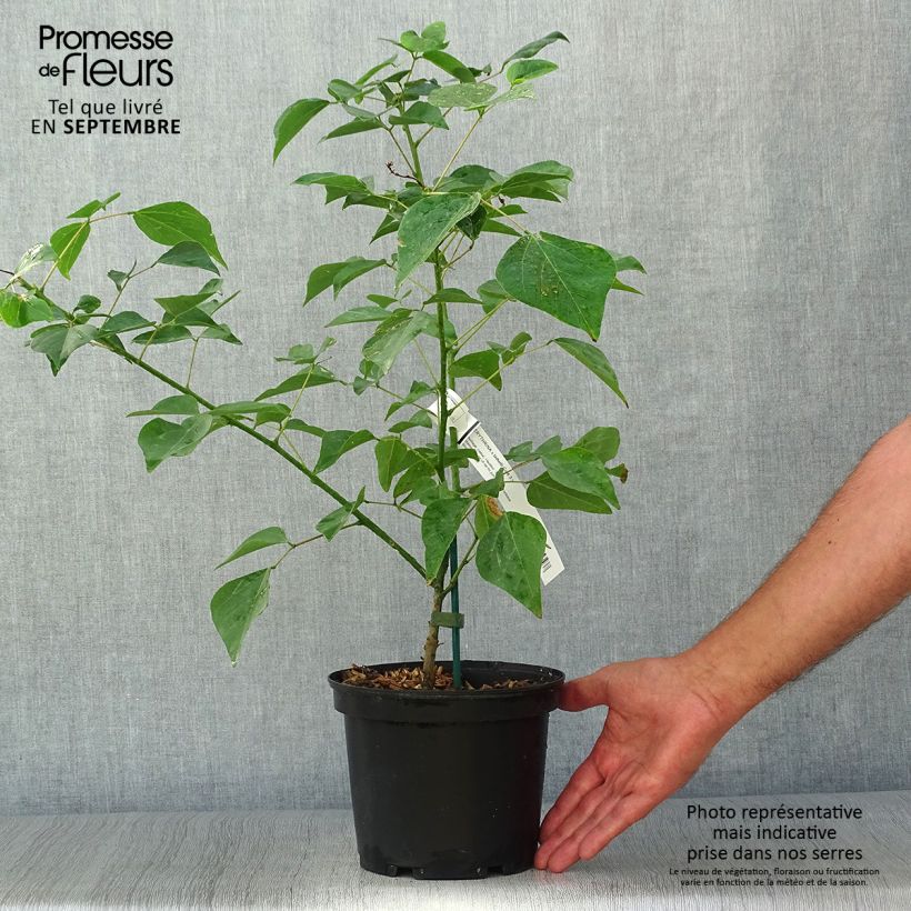 Esimerkki syksyllä toimitetusta Korallipuu - Erythrina x bidwillii 2 litran/3 litran ruukku-taimesta