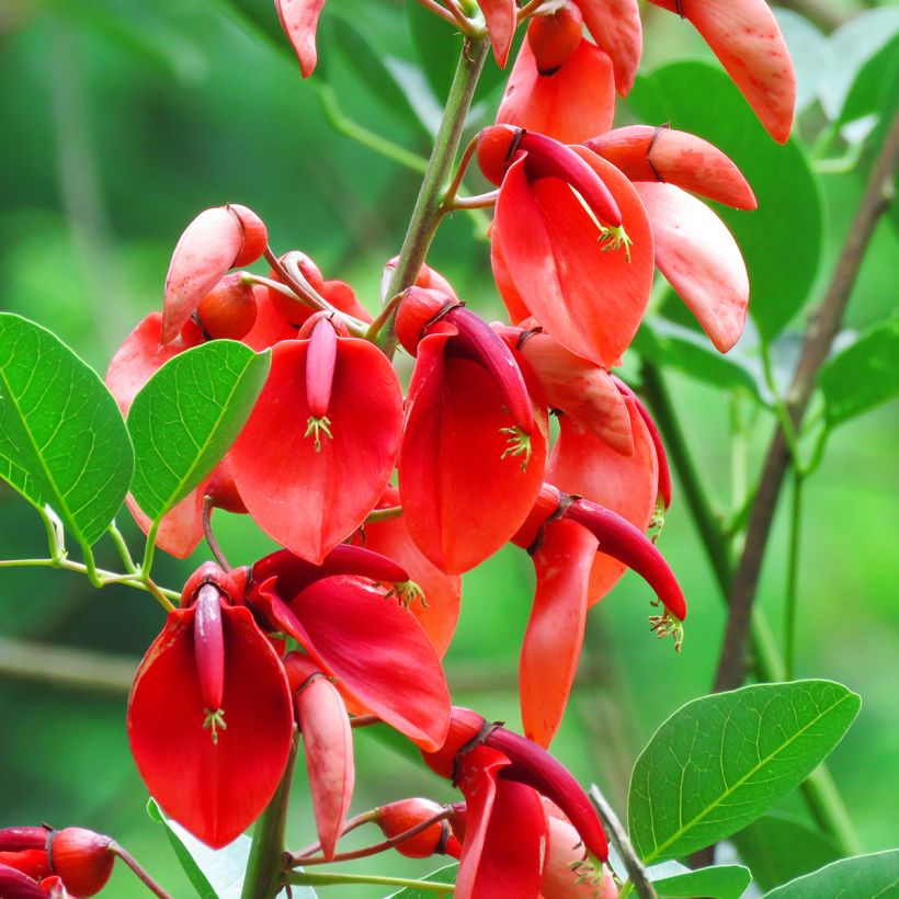 Kukonkorallipuu (siemenet) - Erythrina crista-galli (Kukinta)