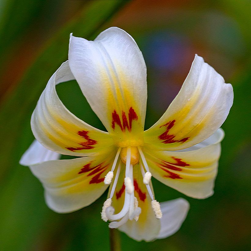 Rusokoiranhammas White Beauty (Kukinta)