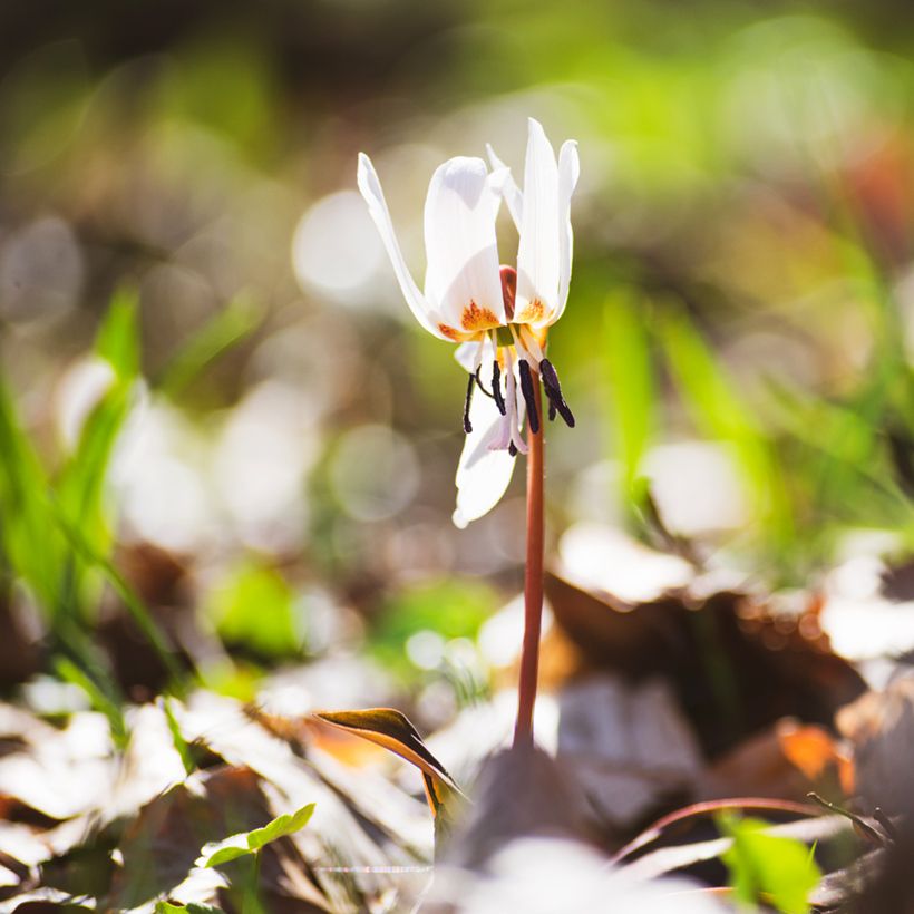 Rusokoiranhammas White Beauty (Kasvutapa)