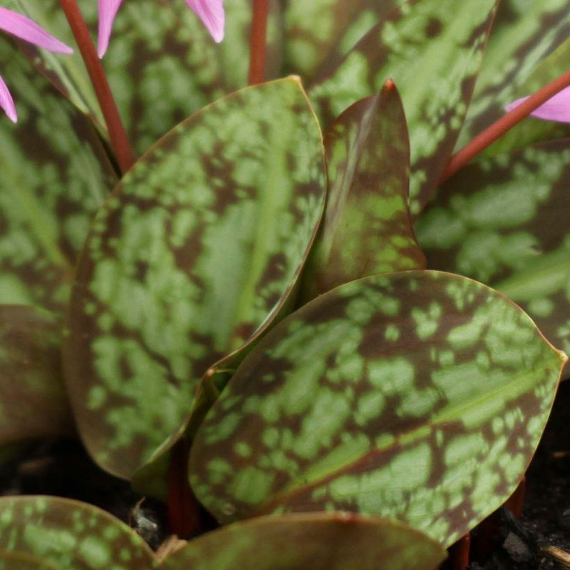 Rusokoiranhammas Purple King (Lehvistö)