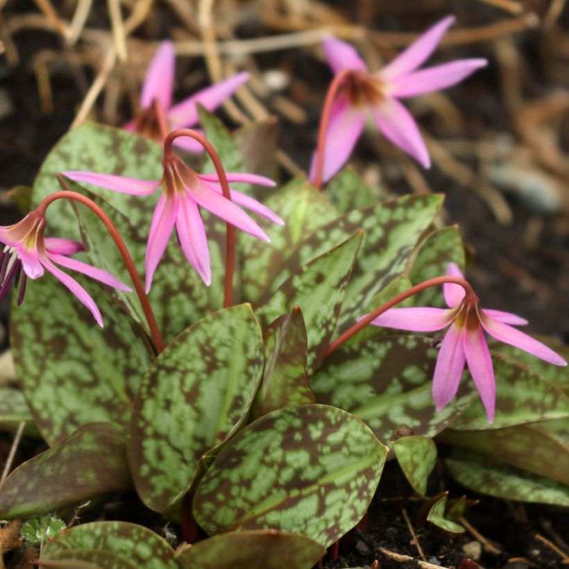 Rusokoiranhammas Purple King (Kasvutapa)