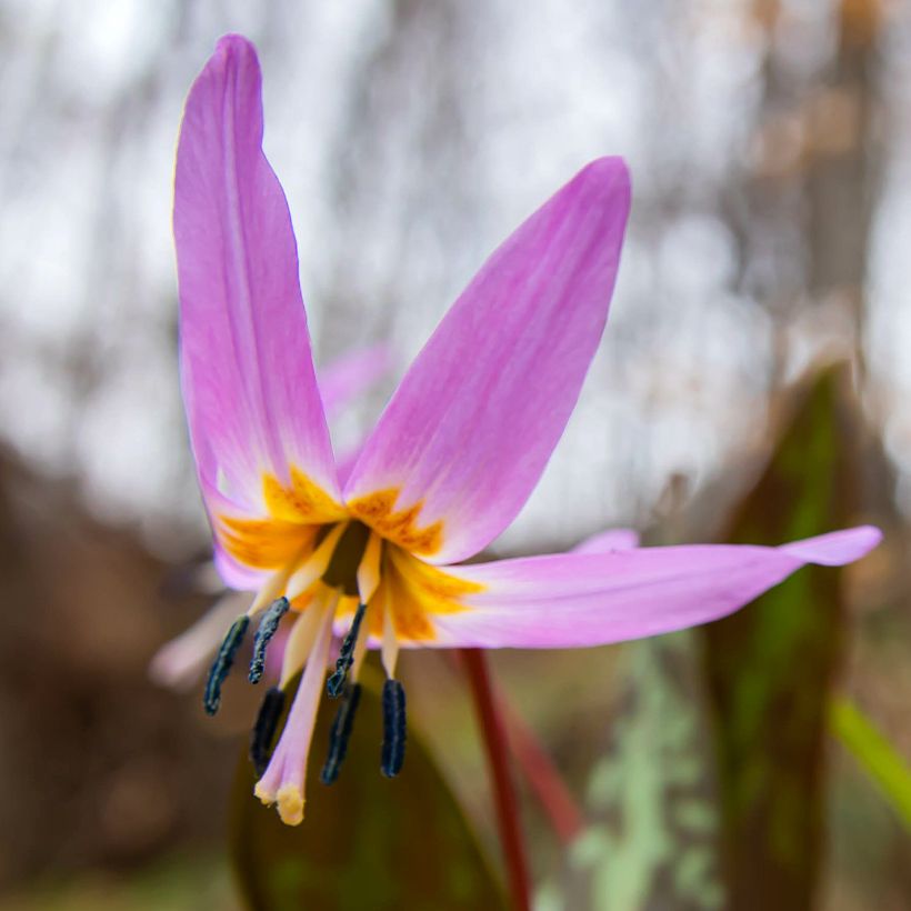 Rusokoiranhammas Purple King (Kukinta)