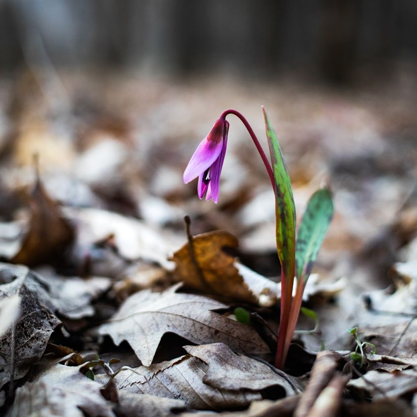 Rusokoiranhammas - Erythronium dens-canis (Kasvutapa)
