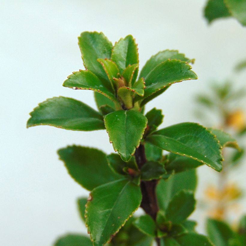 Escallonia virgata Apple Blossom (Lehvistö)