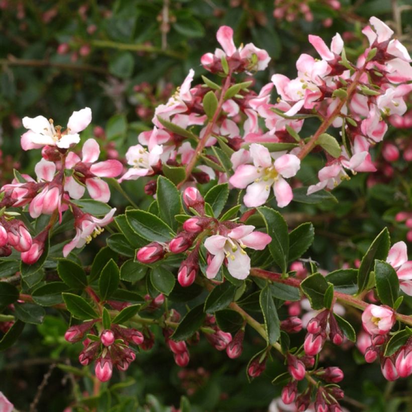 Escallonia virgata Apple Blossom (Kukinta)