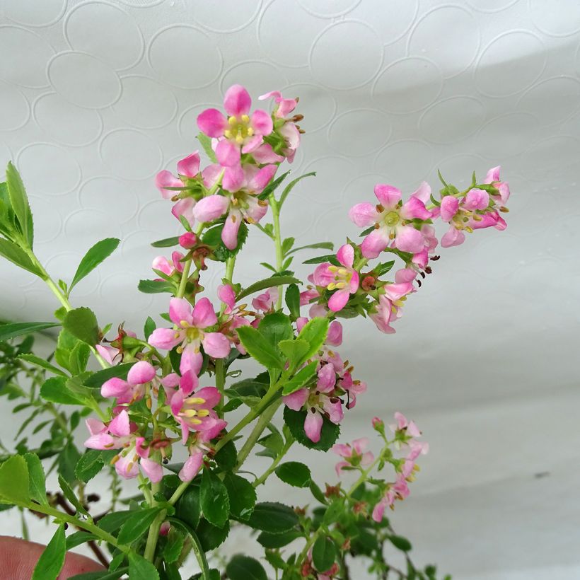 Eskalloniat Dart's Rosy Red (Kukinta)