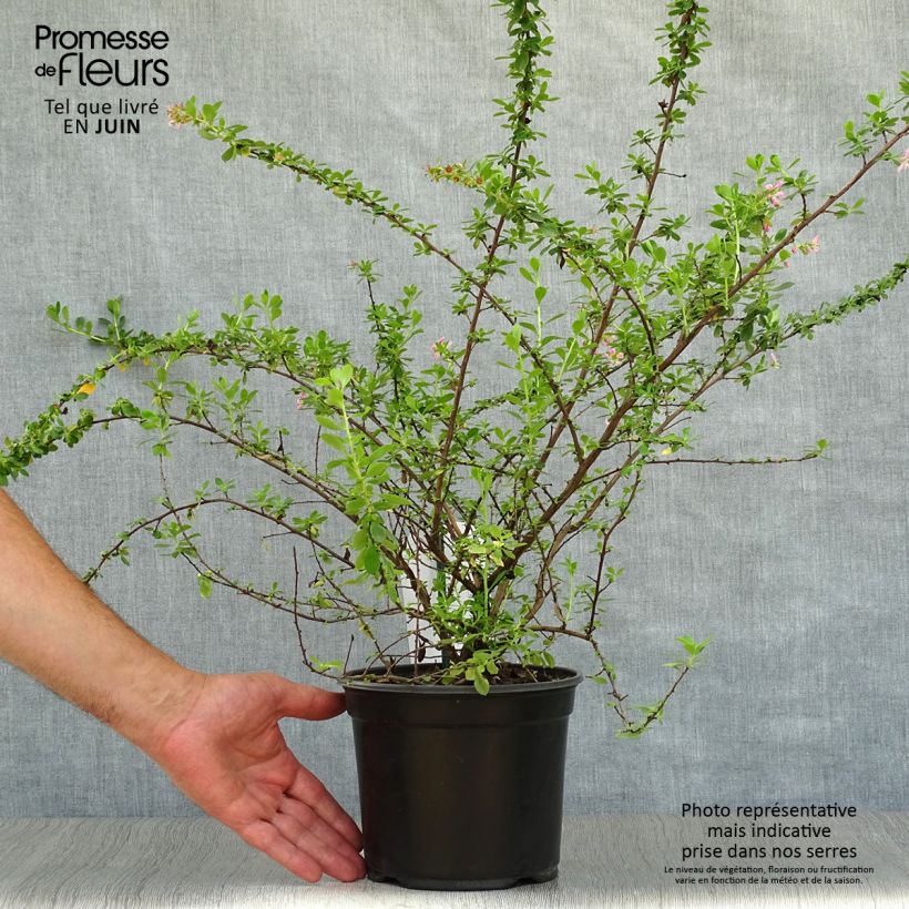 Esimerkki kesällä toimitetusta Eskalloniat Dart's Rosy Red Pot de 2L/3L-taimesta