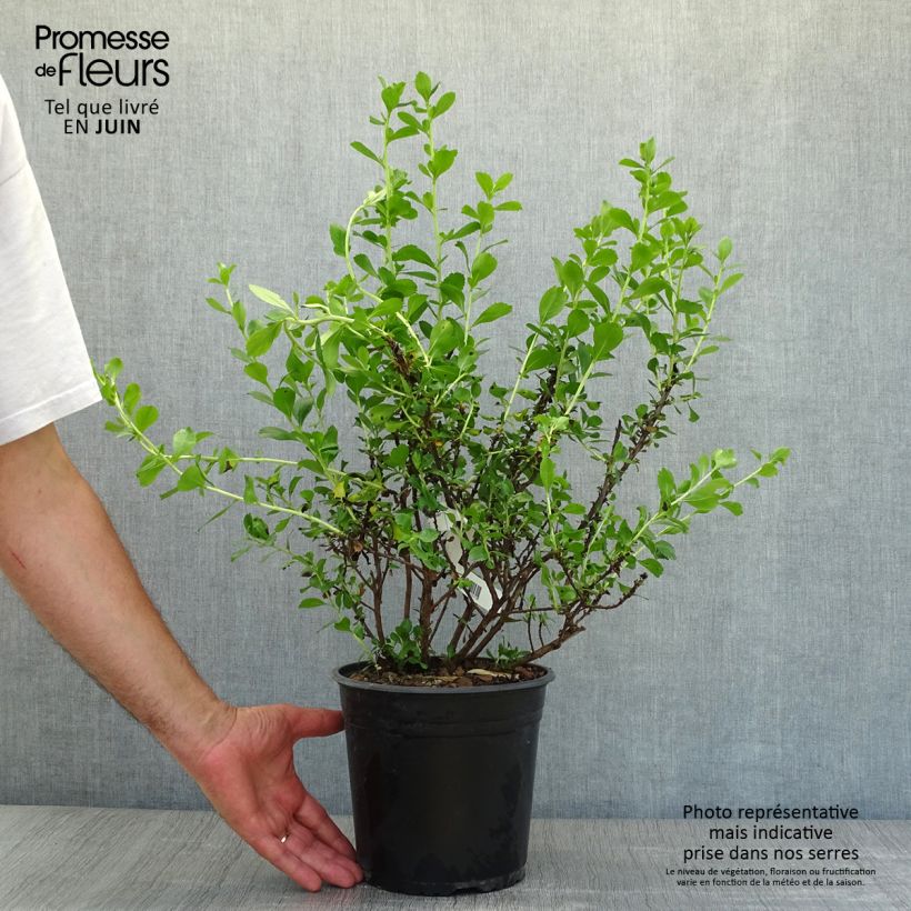 Esimerkki kesällä toimitetusta Eskalloniat Donard Radiance Pot de 3L/4L-taimesta