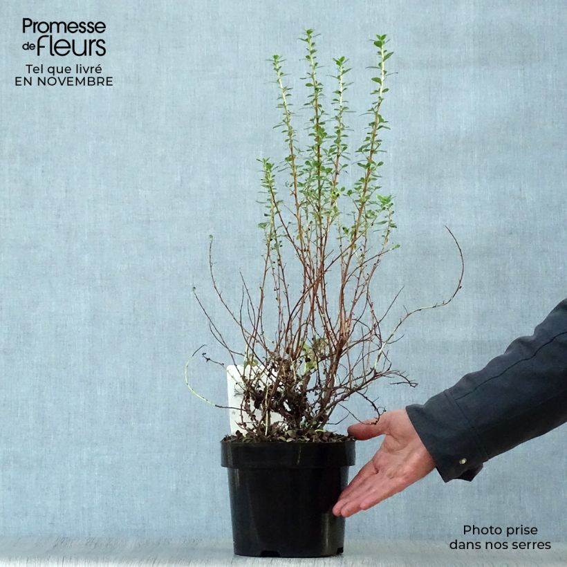 Esimerkki syksyllä toimitetusta Eskalloniat Donard Seedling 1 litran / 1,5 litran ruukku-taimesta