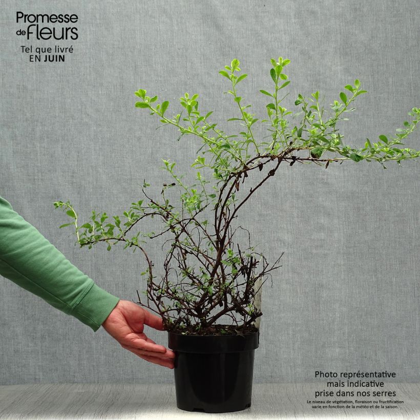 Esimerkki kesällä toimitetusta Eskalloniat Donard Seedling Ruukku 1L / 1,5L-taimesta
