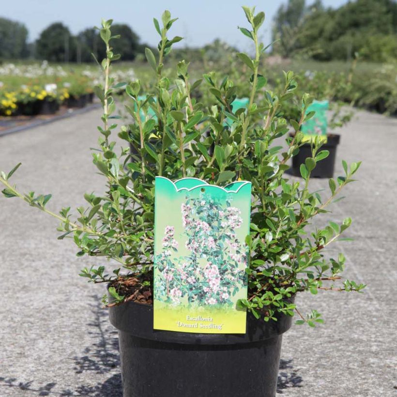 Eskalloniat Donard Seedling (Kasvutapa)