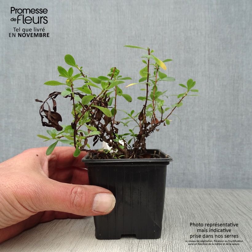 Esimerkki syksyllä toimitetusta Eskalloniat Donard Seedling 8/9 cm taimiruukku-taimesta