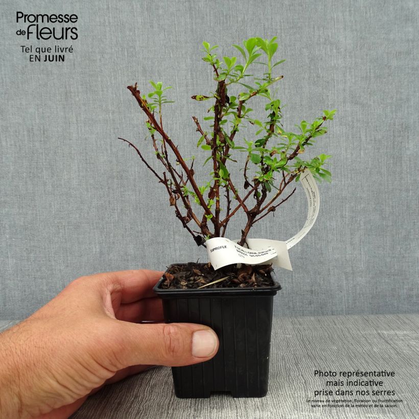 Esimerkki kesällä toimitetusta Eskalloniat Donard Seedling Taimiruukku 8/9 cm-taimesta