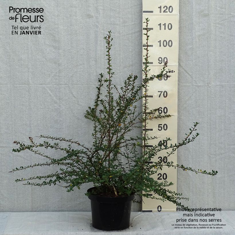 Esimerkki talvella toimitetusta Eskalloniat Donard Seedling 7,5 litran / 10 litran ruukku-taimesta