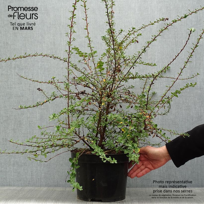Esimerkki keväällä toimitetusta Eskalloniat Donard Seedling Ruukku 7,5L / 10L-taimesta