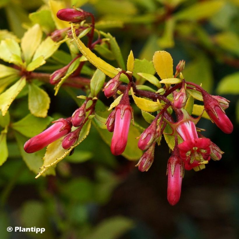 Eskalloniat Golden Carpet (Kukinta)