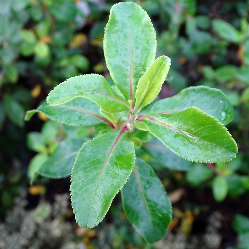 Escallonia Iveyi (Lehvistö)