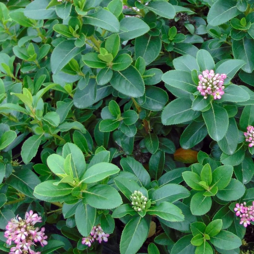 Escallonia laevis Pink Elle Lades (Lehvistö)