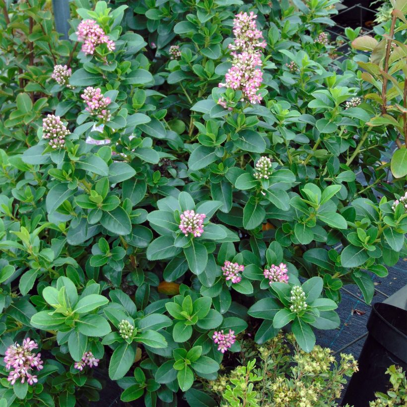 Escallonia laevis Pink Elle Lades (Kasvutapa)