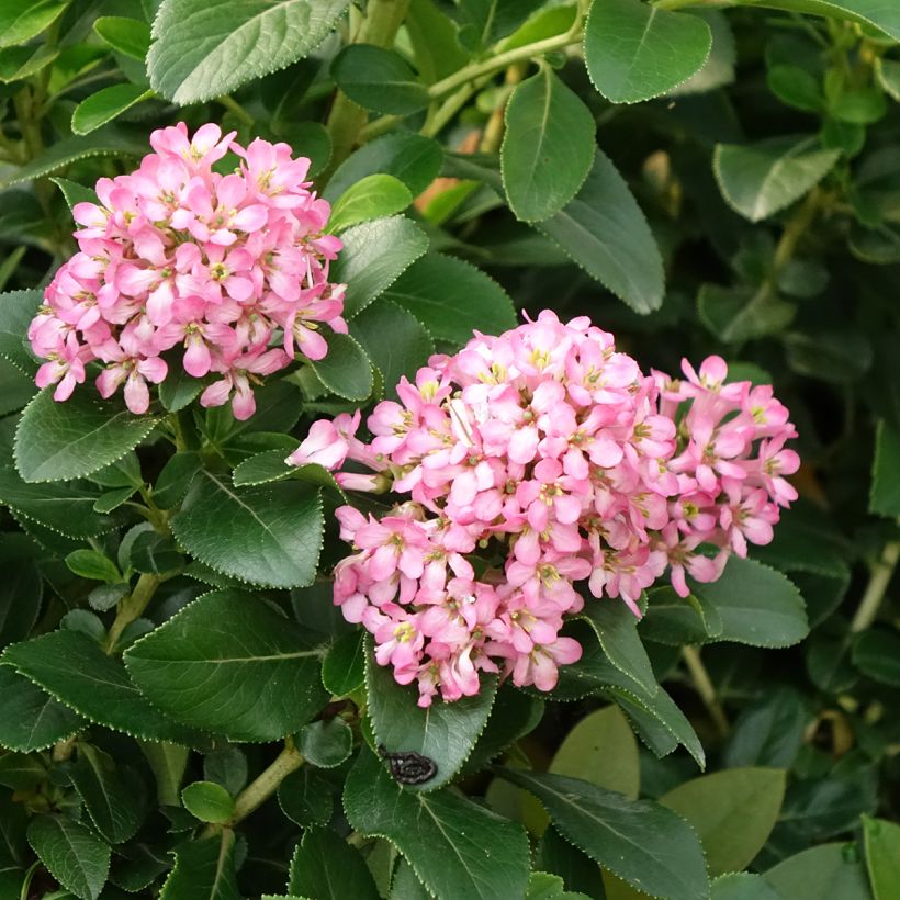 Escallonia laevis Pink Elle Lades (Kukinta)