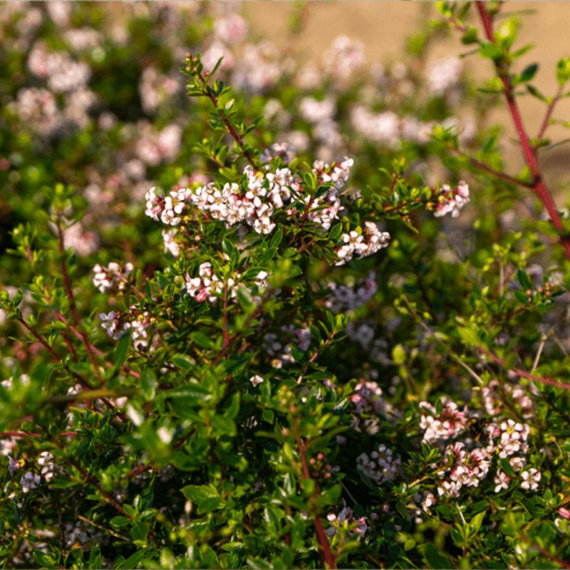 Eskalloniat Pinky Carpet (Lehvistö)