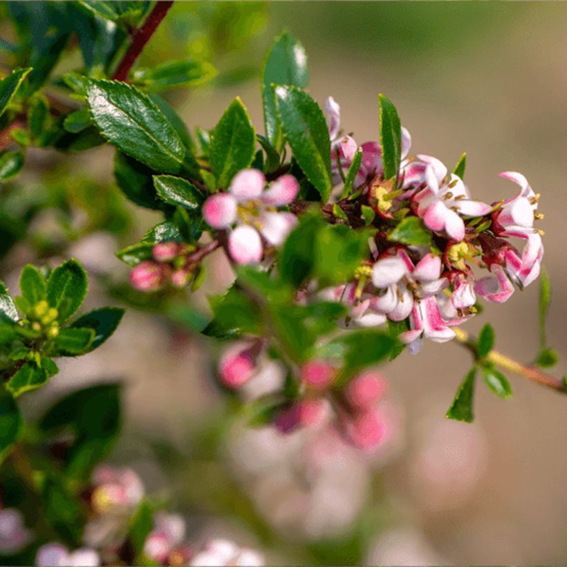 Eskalloniat Pinky Carpet (Kukinta)