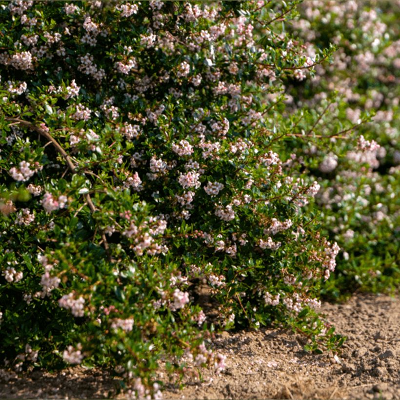 Eskalloniat Pinky Carpet (Kasvutapa)