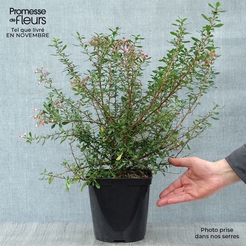 Esimerkki syksyllä toimitetusta Eskalloniat Red Carpet Pot de 3L/4L-taimesta