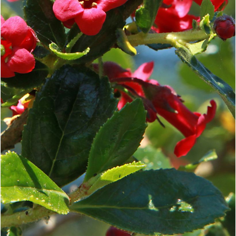 Eskalloniat Coccinea (Lehvistö)
