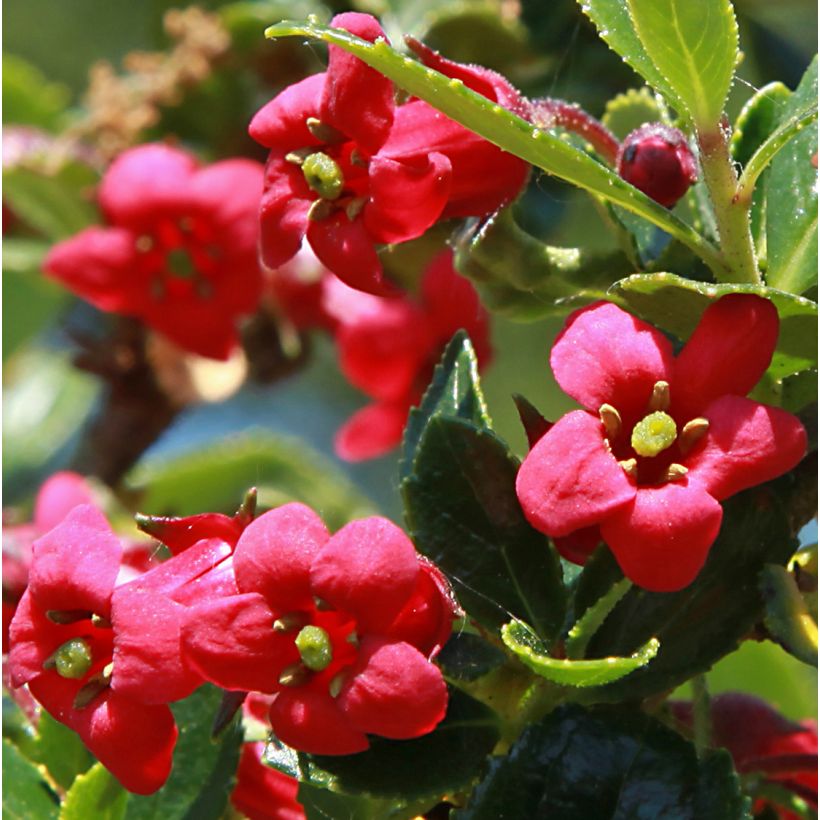Eskalloniat Coccinea (Kukinta)