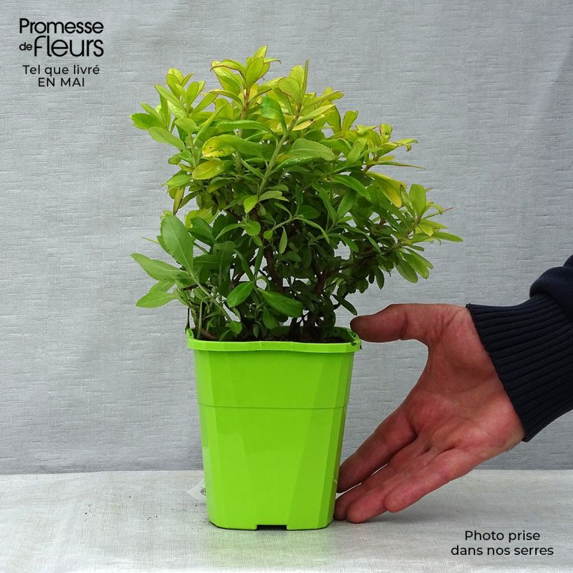 Esimerkki keväällä toimitetusta Eskalloniat Glowing Embers Pot de 3L/4L-taimesta